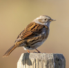 Dunnock - Photo (c) Alexis Lours, some rights reserved (CC BY), uploaded by Alexis Lours