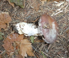 Cortinarius praestans