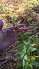 Solidago latissimifolia