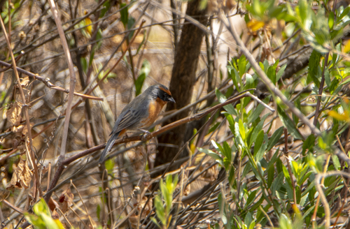 Rufous-breasted Warbling Finch (Poospiza rubecula), photo 4