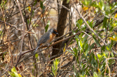 Poospiza rubecula