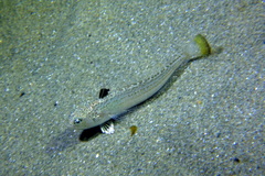 Echiichthys vipera