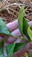 Solidago latissimifolia