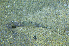 Echiichthys vipera