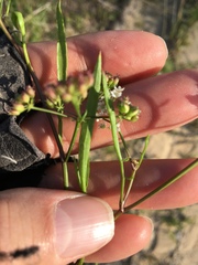 Limnosciadium pumilum