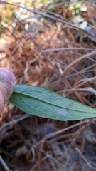 Solidago latissimifolia