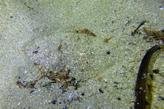 Arnoglossus
