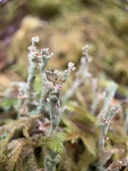 Cladonia cenotea