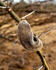 Vachellia stuhlmannii