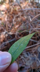 Solidago latissimifolia