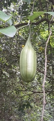 Aristolochia maxima