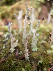 Cladonia cenotea