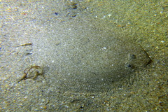 Scophthalmus rhombus