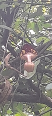 Aristolochia maxima