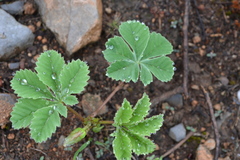 Cochlospermum wrightii