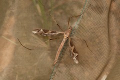 Tipula repanda