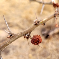 Vachellia stuhlmannii