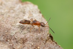 Calymmochilus russoi