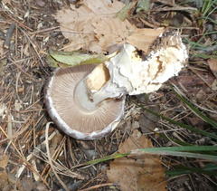 Cortinarius praestans