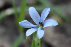Tecophilaea violiflora