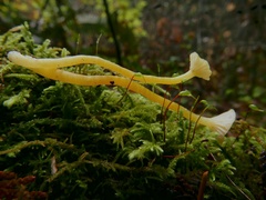 Hygrocybe constrictospora