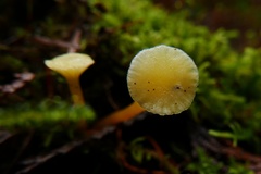 Hygrocybe constrictospora
