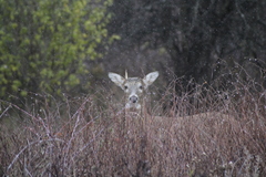 Odocoileus virginianus
