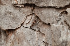 Calymmochilus russoi