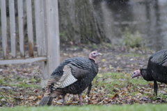 Meleagris gallopavo