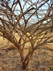 Vachellia stuhlmannii