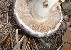 Cortinarius praestans