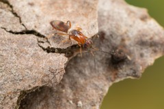 Calymmochilus russoi