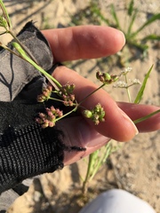 Limnosciadium pumilum