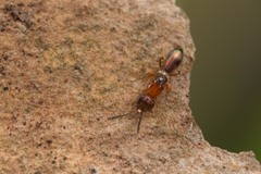 Calymmochilus russoi