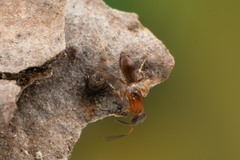 Calymmochilus russoi