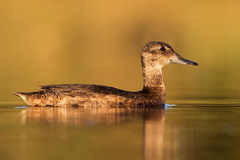 Black-Headed Duck photo 2