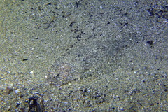 Arnoglossus