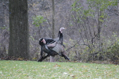 Meleagris gallopavo