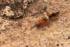 Calymmochilus russoi