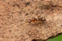 Calymmochilus russoi