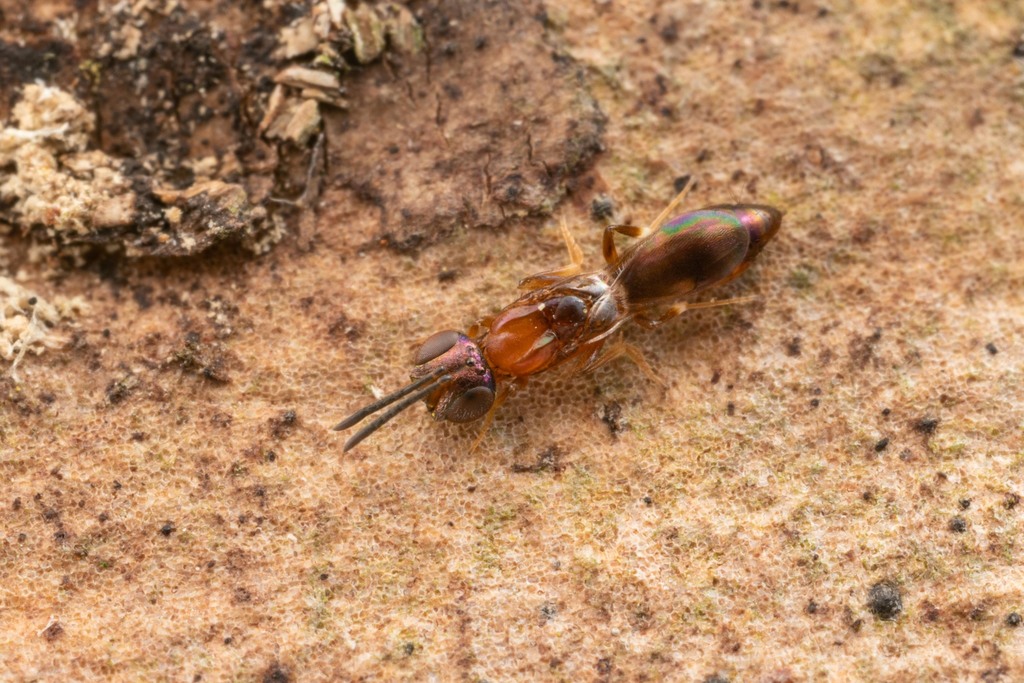 Calymmochilus russoi