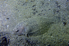 Arnoglossus