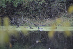 Anas platyrhynchos