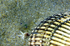 Palaemon adspersus