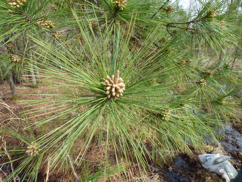 Pinus taeda