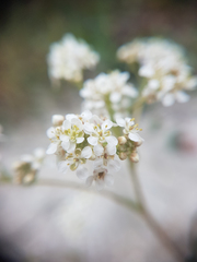 Lepidium cartilagineum