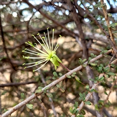 Maerua endlichii