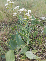 Lepidium cartilagineum