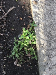 Cerastium
