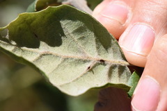 Quercus agrifolia oxyadenia